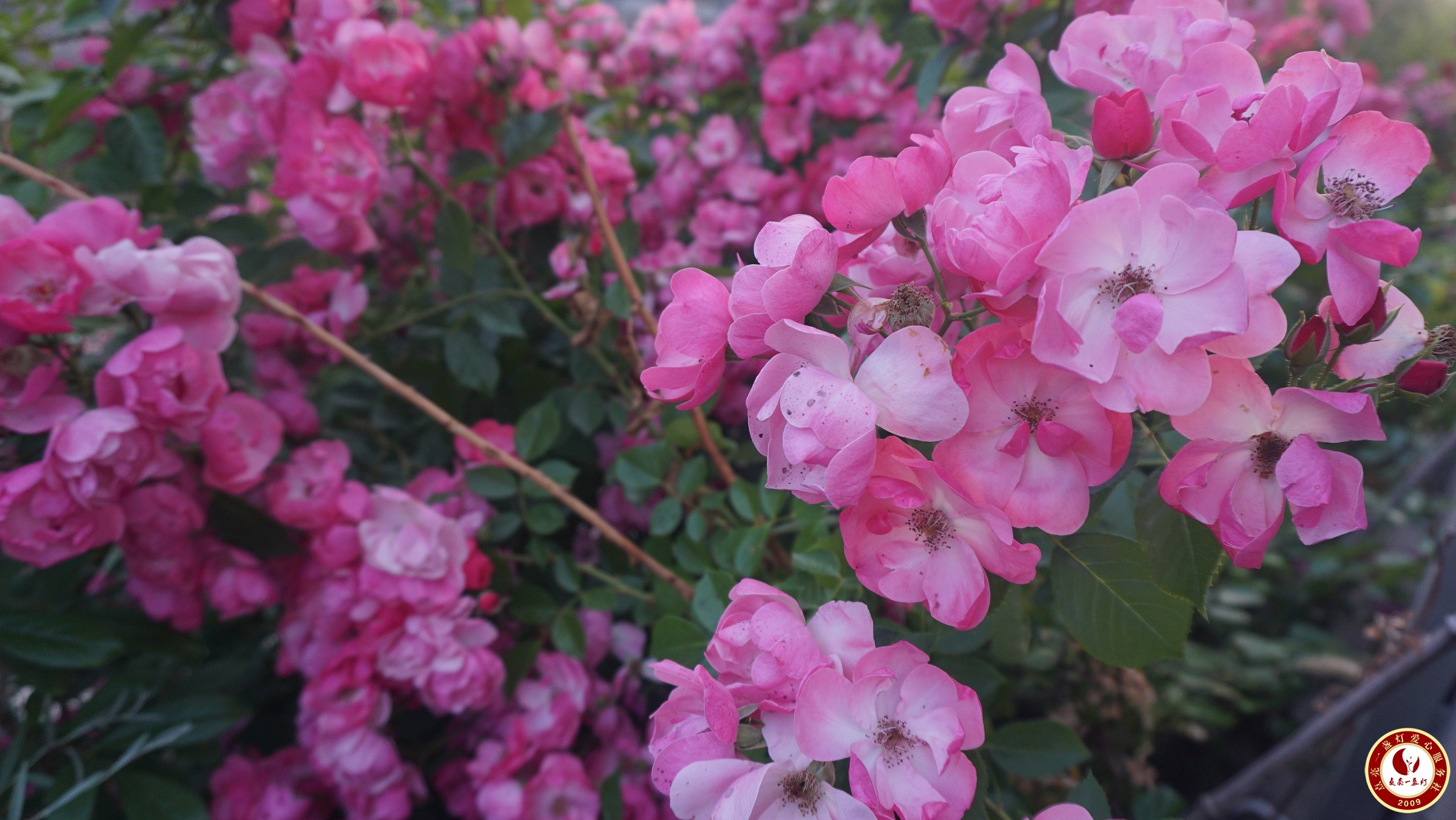 DSC08220.JPG