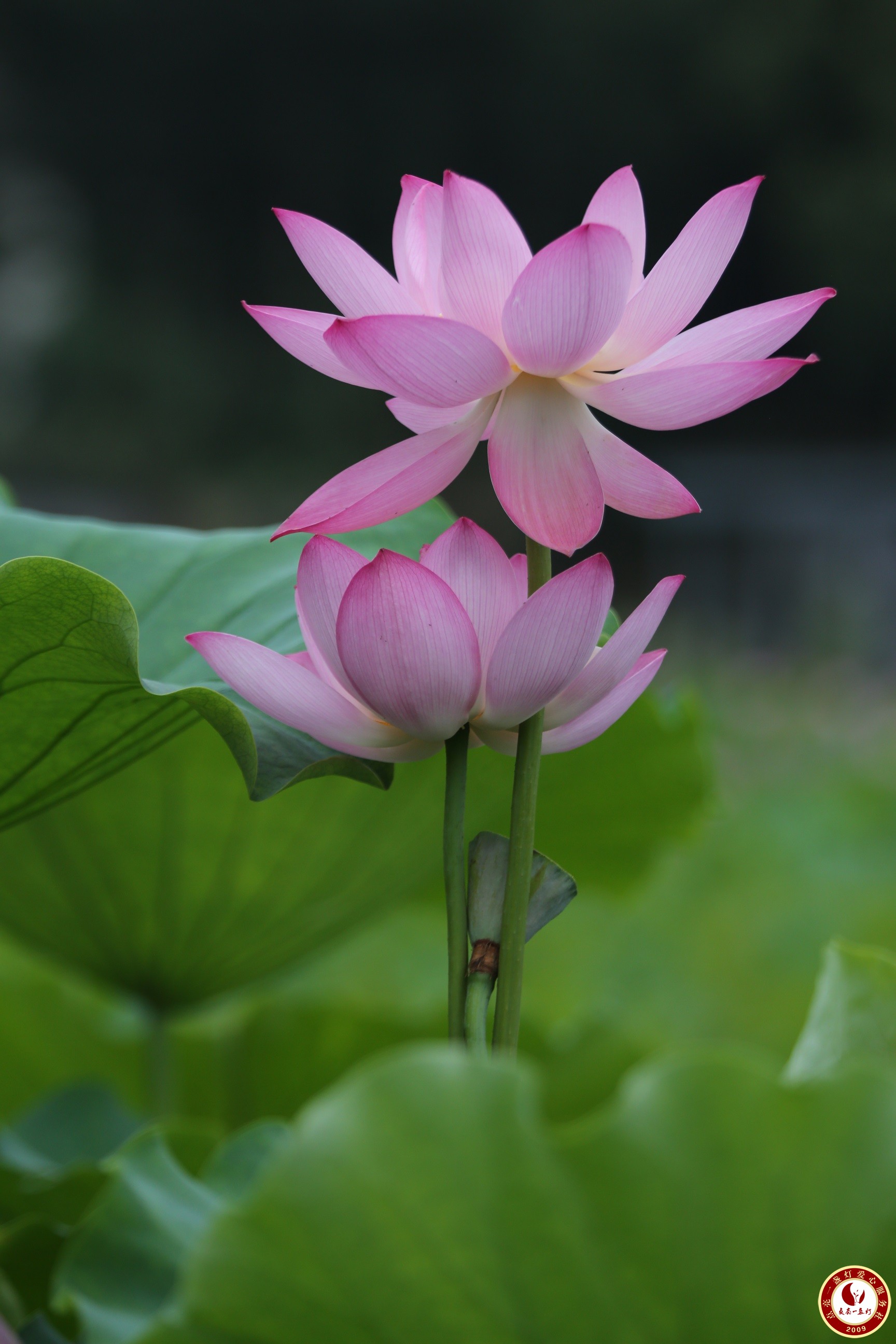 WL8A0406.JPG
